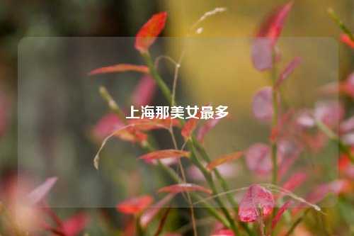 上海那美女最多